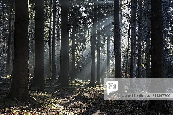 Sonnenstrahlen scheinen durch Baumstämme  Fichtenwald  Gegenlicht  Dossenheim  Baden-Würtemberg  Deutschland  Europa