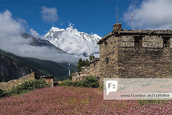 Bauernhaus mit rosa blühenden Buchweizenfeldern  oberes Marsyangdi-Tal  Berg Annapurna 3 in der Ferne  Ghyaru  Bezirk Manang  Nepal  Asien