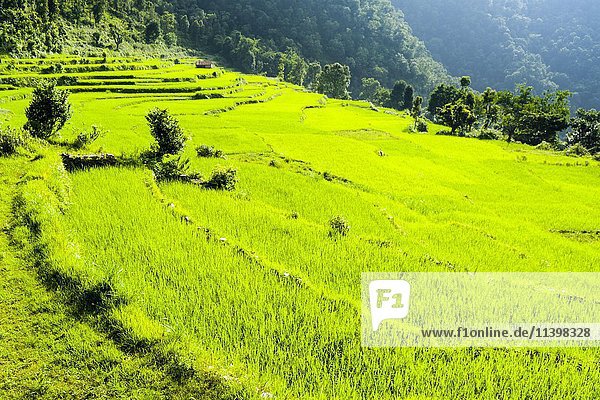 Landwirtschaftliche Landschaft mit grünen Reisfeldern  oberes Harpan Khola-Tal  Tollogau  Bezirk Kaski  Nepal  Asien
