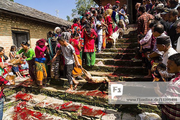Einheimischer Mann zieht eine tote Ziege die Treppe hinunter  die im Khadga Devi Mandir-Tempel geopfert wurde  Darsain Hindu Festival  Bandipur  Tanahun  Nepal  Asien