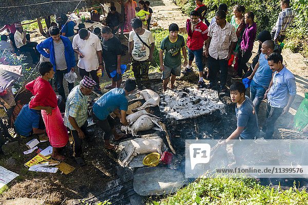 Die Kadaver toter Ziegen  die während des hinduistischen Darsain-Festes im Gorakhnath-Tempel geopfert wurden  werden in kochendem Wasser zur weiteren Verwendung vorbereitet  Gorkha  Nepal  Asien