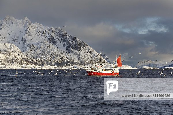 Fishing boat in front of snow-covered mountains  flock of seagulls  Svolvaer  Vestfjord  Lofoten  Nordland  Norway  Europe