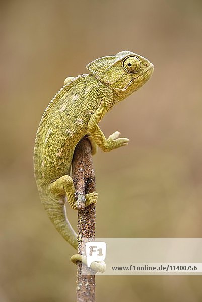 Ordinary or European Chameleon (Chamaeleo chamaeleon)  Algarve  Portugal  Europe