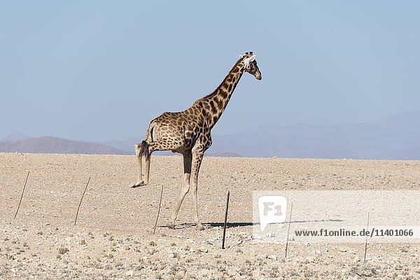 Giraffe (Giraffa camelopardalis) springt über Drahtzaun  unbefestigte Straße  D1982  Erongo-Region  Namibia  Afrika