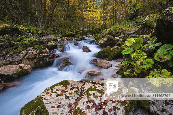 Hammersbach im Herbst  Grainau  Garmisch-Partenkirchen  Oberbayern  Bayern  Deutschland  Europa