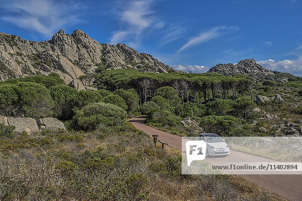 Auto auf Straße in Berglandschaft mit Pinien Insel Caprera Provinz Olbia-Tempio Sardinien Italien Europa