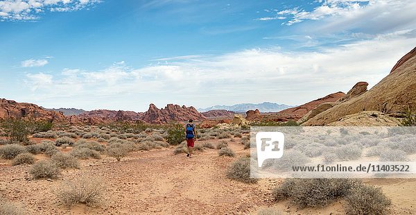 Junger männlicher Wanderer auf dem White Dome Trail  rot-orangefarbene Felsformationen  Valley of Fire State Park  Mojave-Wüste  Nevada  USA  Nordamerika