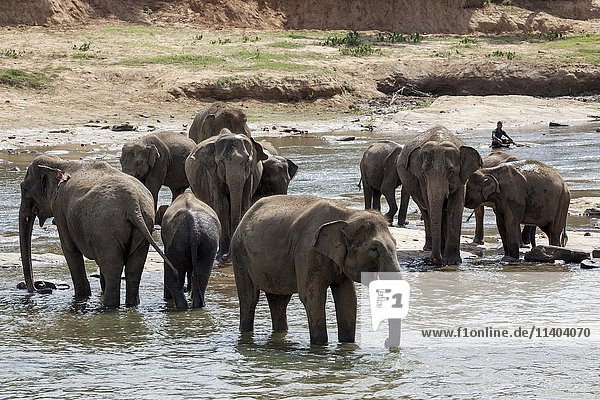 Asian or Asiatic elephants (Elephas maximus)  herd bathing in Maha Oya River  Pinnawala Elephants Orphanage  Pinnawala  Central Province  Sri Lanka  Asia