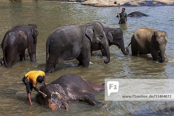 Mahouts clean Asian elephants (Elephas maximus)  Maha Oya River  Pinnawala Elephant Orphanage  Central Province  Sri Lanka  Asia