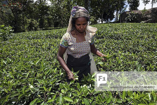 Teepflückerin  Tee (Camellia sinensis)  Hochlandanbau  Glenloch-Plantage  Thawalanthenna  Zentralprovinz  Sri Lanka  Asien