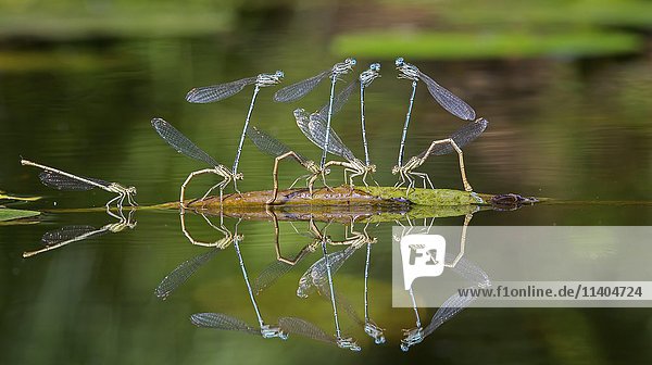 Blauer Federling (Platycnemis pennipes)  Eiablage im Wasser  Biosphärenreservat Mittlere Elbe  Sachsen-Anhalt  Deutschland  Europa