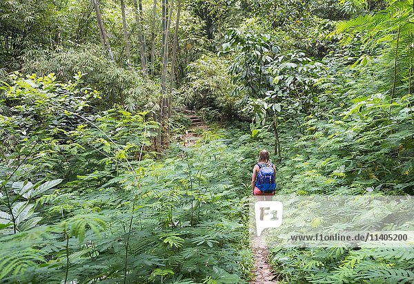 Hiker walking on trail through dense vegetation  Munduk  Bali  Indonesia  Asia