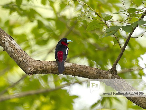 Schwarz-roter Breitschnabel (Cymbirhynchus macrorhynchos) auf einem Baum  Kaeng Krachan National Park  Phetchaburi  Thailand  Asien