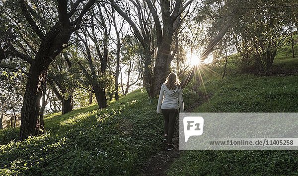 Frau geht auf Waldweg  Sonnenstern  Region Auckland  Nordinsel  Neuseeland  Ozeanien