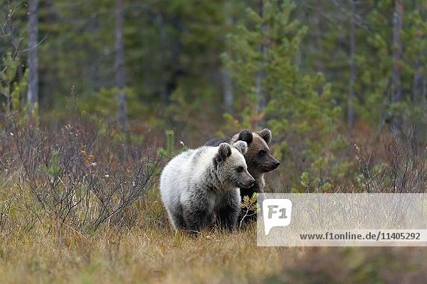 Braunbären (Ursus arctos)  zwei Jungtiere im Herbstwald  Kuhmo  Kainuu  Karelien  Finnland  Europa