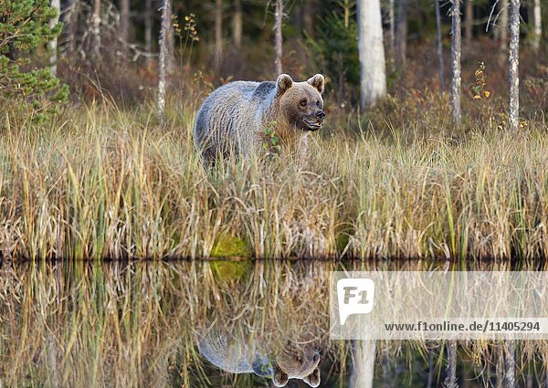 Braunbär (Ursus arctos)  Männchen am See  Kainuu  Nordkarelien  Finnland  Europa