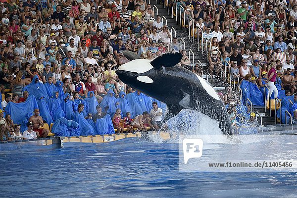 Orca (Orcinus orca) springt aus dem Wasser  Orca-Show  Loro Parque  Puerto de la Cruz  Teneriffa  Kanarische Inseln  Spanien  Europa