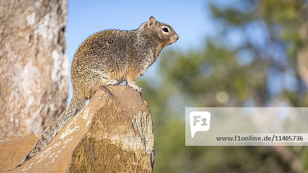 Felsenhörnchen (Otospermophilus variegatus)  auf Felsen  South Rim  Grand Canyon National Park  Arizona  USA  Nordamerika