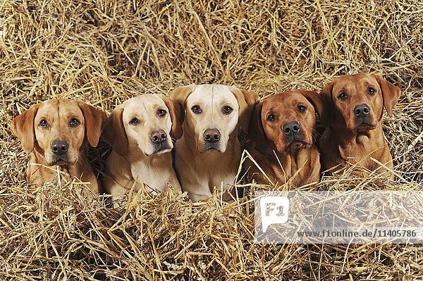 Labrador Retriever  Rüden und Hündinnen  gelb  im Stroh liegend
