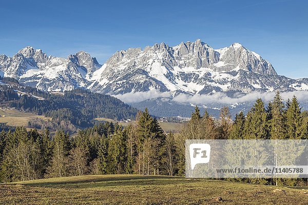Wald vor dem verschneiten Massiv des Wilden Kaisers  bei Kitzbühel  Österreich  Europa