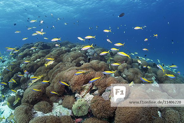Gelbrücken-Füsiliere (Caesio xanthonotus) schwimmen über Goniopora-Korallen (Goniopora lobata)  Lhaviyani-Atoll  Malediven  Asien