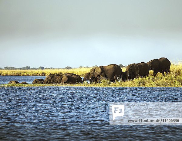 Elefanten (Loxodonta africana) durchschwimmen Fluss Chobe Nationalpark Botswana Afrika
