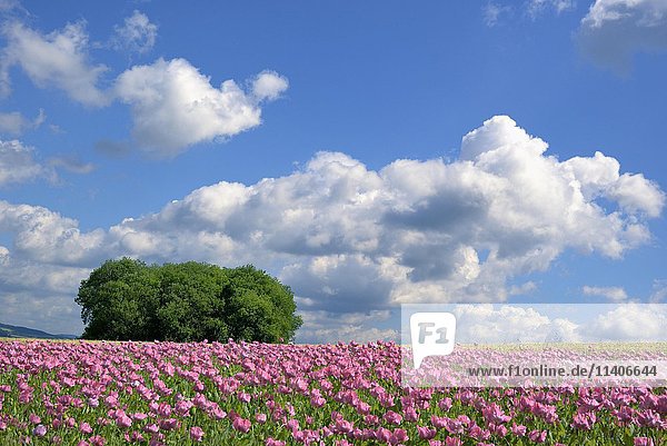 Schlafmohnfeld (Papaver somniferum) mit Baumgruppe vor blauem Himmel und Kumuluswolken (Cumulus)  Hessen  Deutschland  Europa