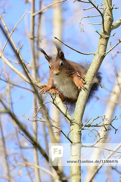 Red squirrel (Sciurus vulgaris)  between branches  North Rhine-Westphalia  Germany  Europe