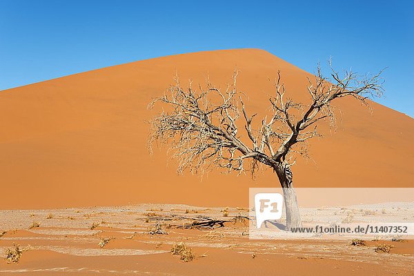 Dry camel thorn tree  Dune 45  Sossusvlei  Namib Desert  Namib-Naukluft National Park  Namibia  Africa