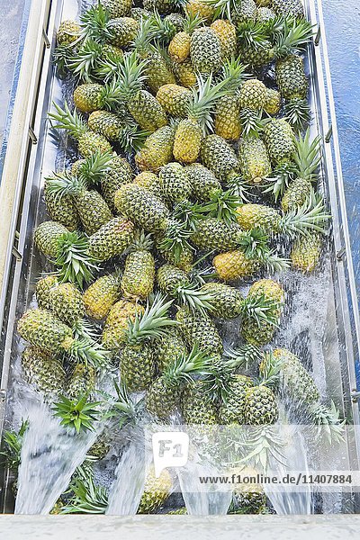 Gewaschene Bio-Ananas nach der Ernte  Costa Rica  Mittelamerika