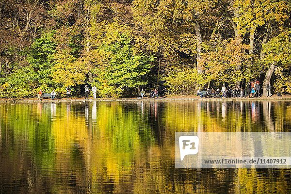 Bäume mit Herbstlaub spiegeln sich im Burger See  Schlossgarten  Nymphenburger Park  München  Bayern  Oberbayern  Deutschland  Europa