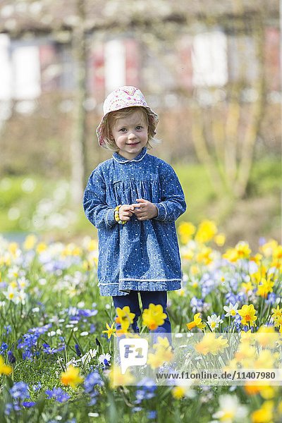 Little girl standing in a flowery meadow of daffodils  Lake Constance  Germany  Europe