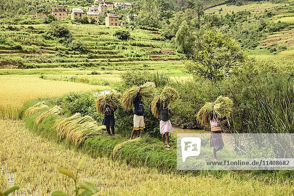 Reisbauern zur Erntezeit  Frauen tragen Reisbündel  südlich von Ambositra  Madagaskar  Afrika