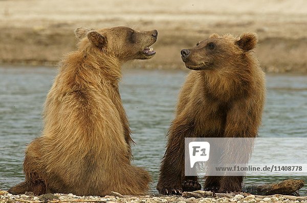 Braunbären (Ursus arctos)  Jungtiere  Kurilensee  Kamtschatka  Russland  Europa
