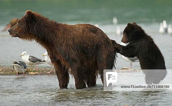 Braunbär (Ursus arctos)  Weibchen mit Jungtieren  Kurilensee  Kamtschatka  Russland  Europa