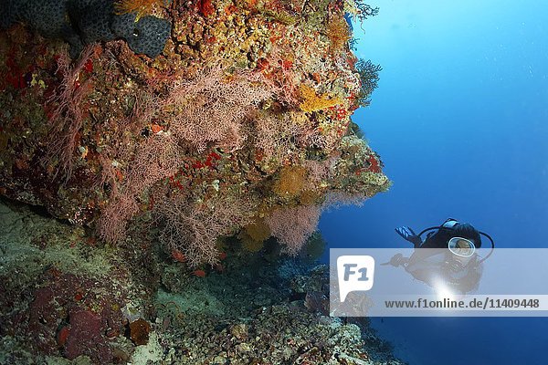 Taucher beim Betrachten eines Korallenriffs mit Fächerkorallen (Melithaeidae) und Seescheiden (Chordata)  Lhaviyani Atoll  Malediven  Asien