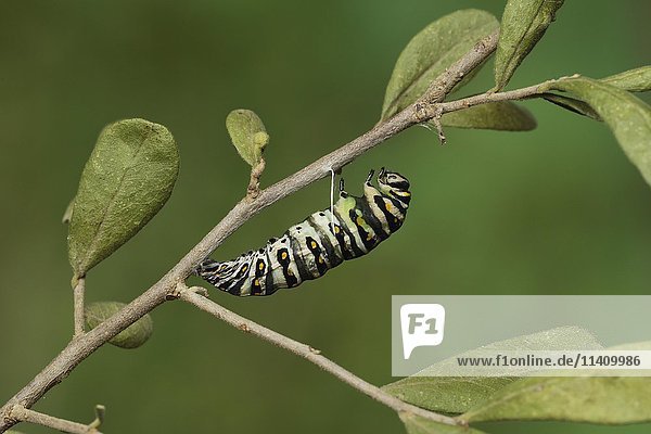 Schwarzer Schwalbenschwanz (Papilio polyxenes)  Raupe  die sich in eine Puppe verpuppt  Serie  Hill Country  Texas  USA  Nordamerika