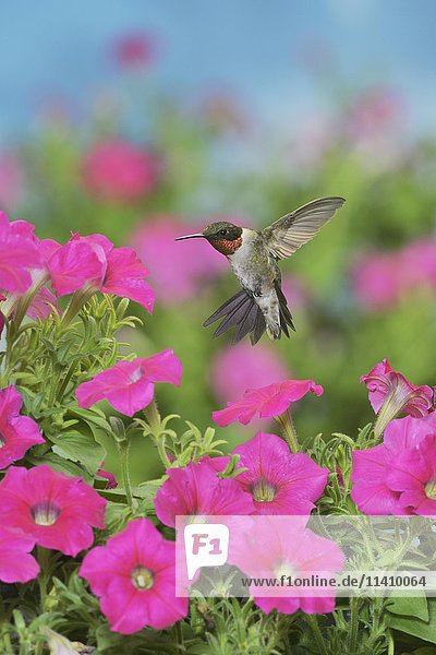 Rubinkehlkolibri (Archilochos colubris)  Männchen im Flug  bei der Nahrungsaufnahme an Petunien-Blüten  Hill Country  Texas  USA  Nordamerika