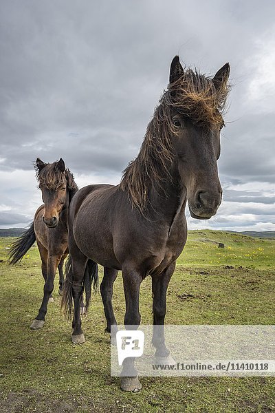 Two Icelandic horses  ponies  Iceland  Europe