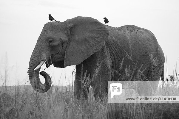 Afrikanischer Elefant (Loxodonta africana)  Murchison Falls National Park  Uganda  Afrika