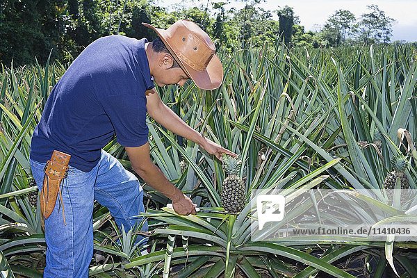 Landwirt beim Schneiden von Ananas  Costa Rica  Mittelamerika
