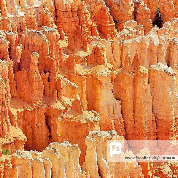 Rote erodierte Kalksteinsäulen  Bryce Canyon National Park  Sunrise Point  Utah  Vereinigte Staaten  Nordamerika