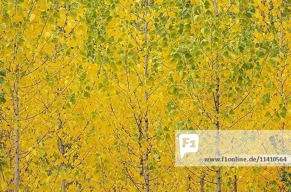 Gelbe Espen (Populus tremula) in Herbstfärbung  angebaut für Holz  in der Nähe von Guadix  Provinz Granada  Andalusien  Spanien  Europa