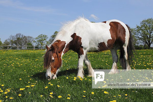 Pferderasse Tinker-Pferd Irish Tinker Pony (Equus przewalskii f. caballus) frißt auf Blumenwiese Schleswig-Holstein Deutschland Europa