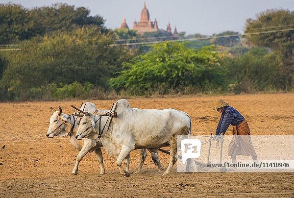 Local farmer plows the field with wooden plows and oxen  Bagan  Mandalay  Myanmar  Asia