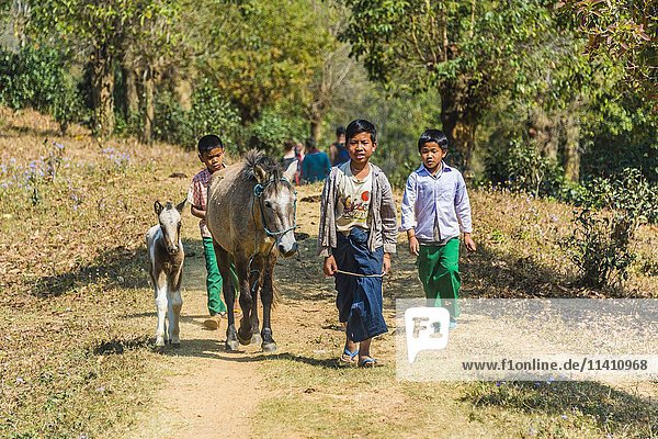 Kleine Jungen mit Pferden  Palaung Bergvolk  Palaung Dorf  Kyaukme  Shan Staat  Myanmar  Asien