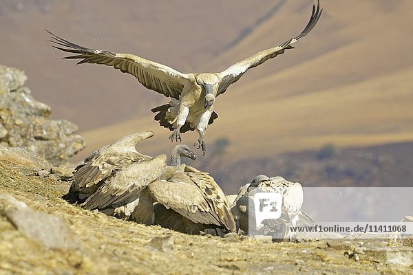 Cape vultures (Gyps coprotheres) at a bait  Giant's Castle National Park  Natal  South Africa  Africa