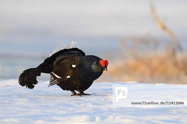 Displaying black cock (Tetrao tetrix) on snow  Finland  Europe