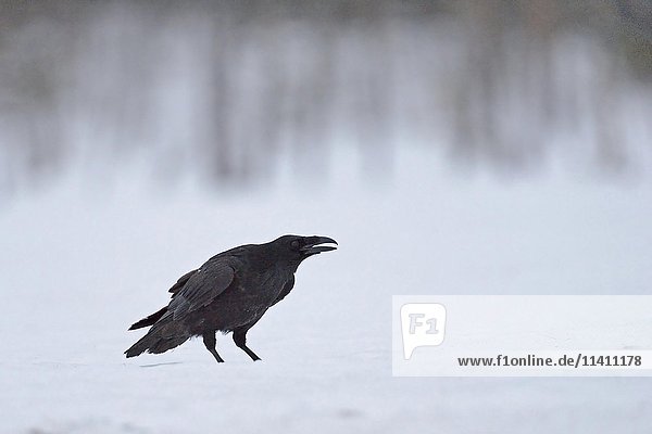 Common raven (Corvus corax) in snow  northern Finland  Finland  Europe