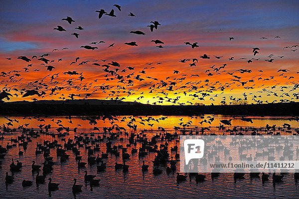 Many snow geese (Anser caerulescens) and Ross's geese (Anser rossii) at sunrise  Bosque del Apache  New Mexico  USA  North America